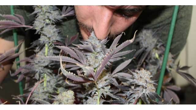 Las mejores variedades de marihuana para pasar desapercibido
